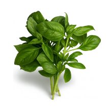 Базилик зеленый