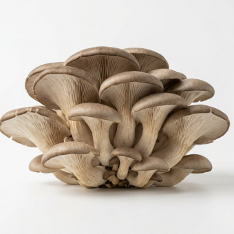 Грибы вешенки