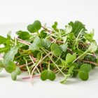 Микрозелень Мелисса (4*5г) сет