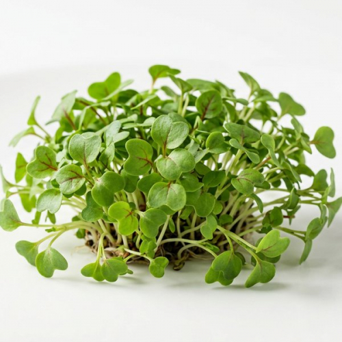 Микрозелень Щавель красный (4*