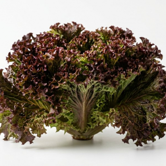 Салат Лола Росса