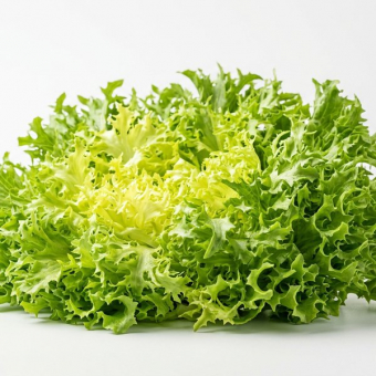 Салат Фриссе