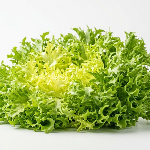 Салат Фриссе