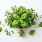 Базилик зеленый