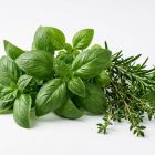 Базилик красный