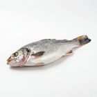 Навага б/г 25+