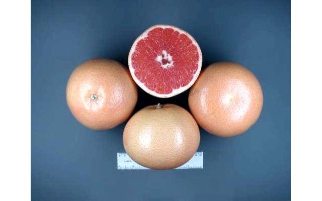 Как выбрать грейпфрут: сочность, сорт и дефекты