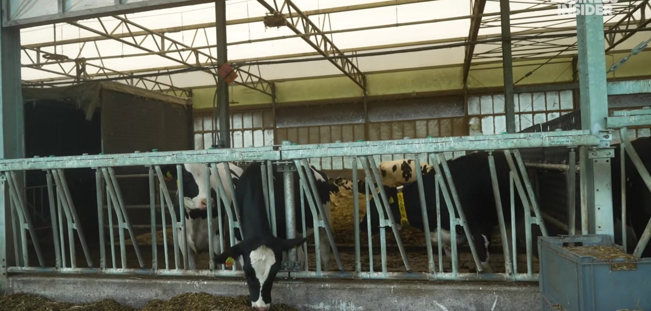 Экспорт голландских продуктов