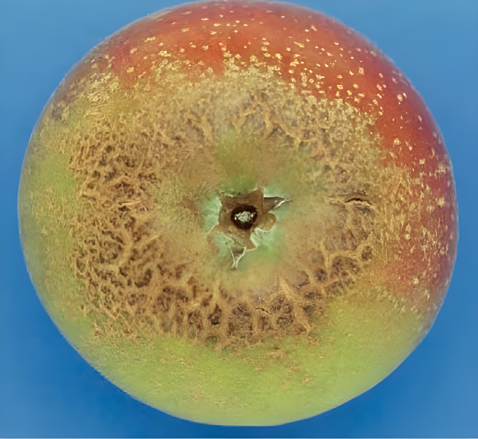 Допустимое сетевидное побурение яблока