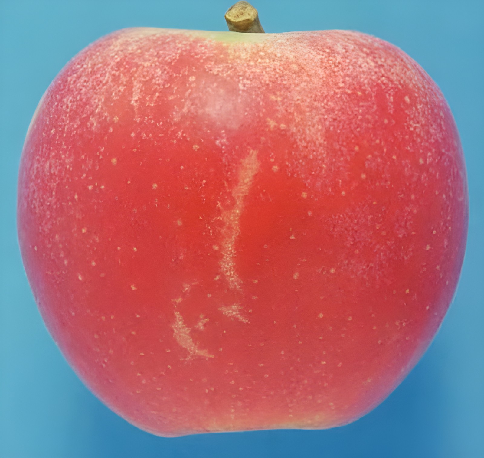 Допустимый продолговатый дефект кожицы яблока