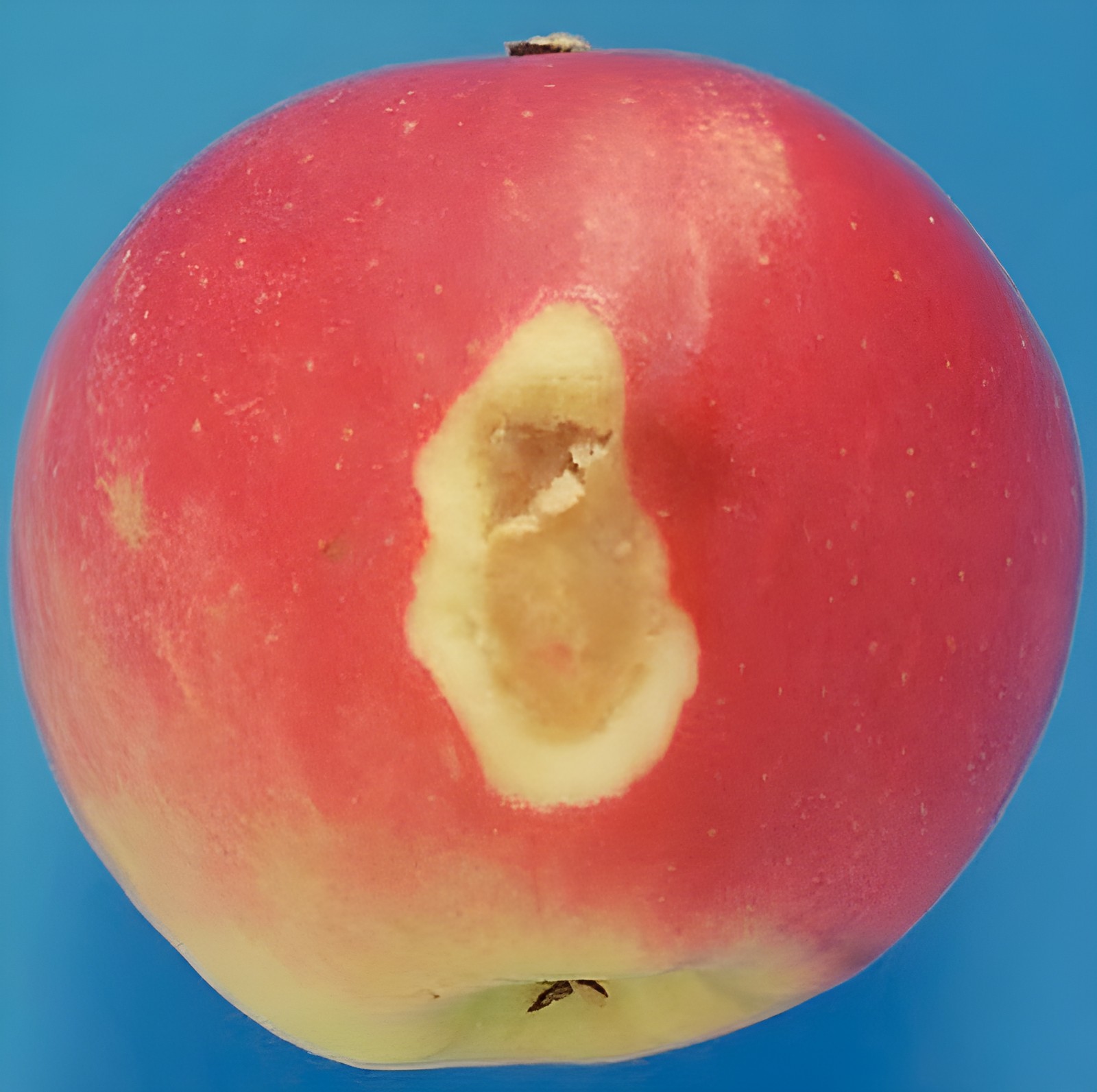 Крупный кожный дефект яблока