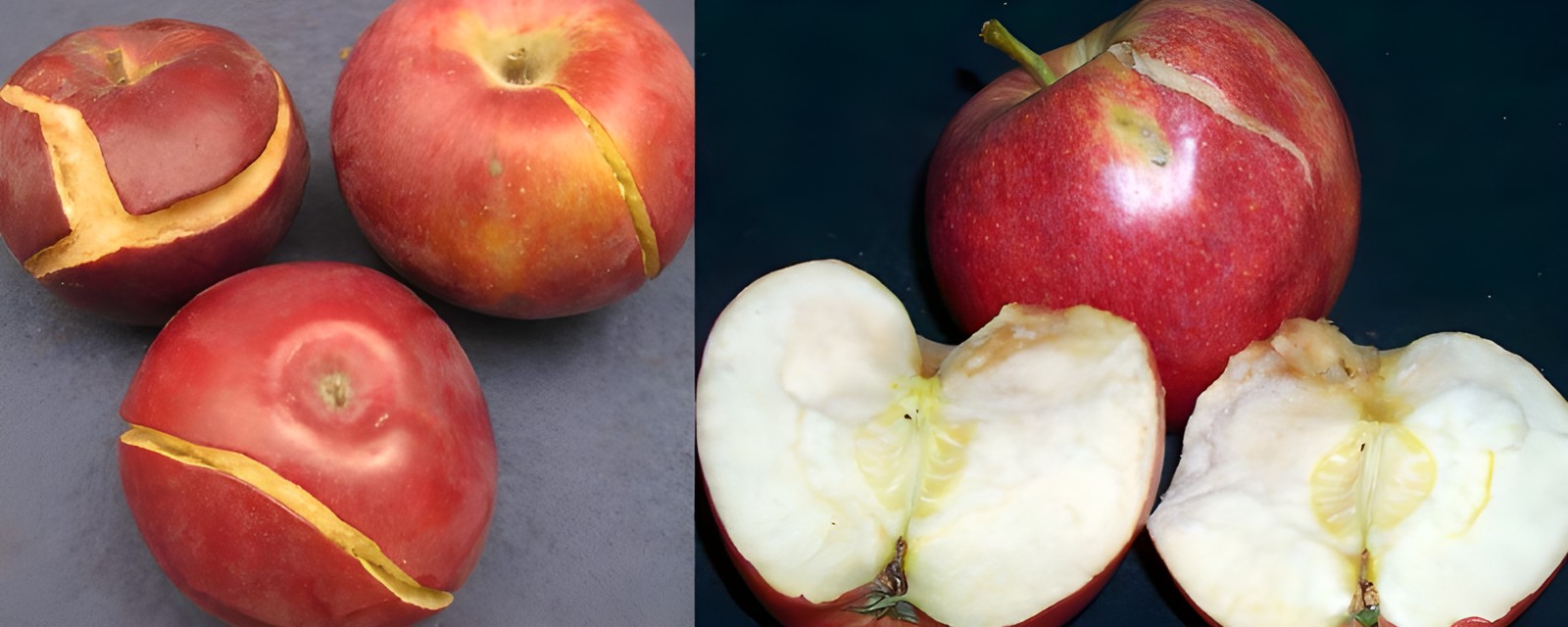 Яблоки с трещинами и растрескиванием