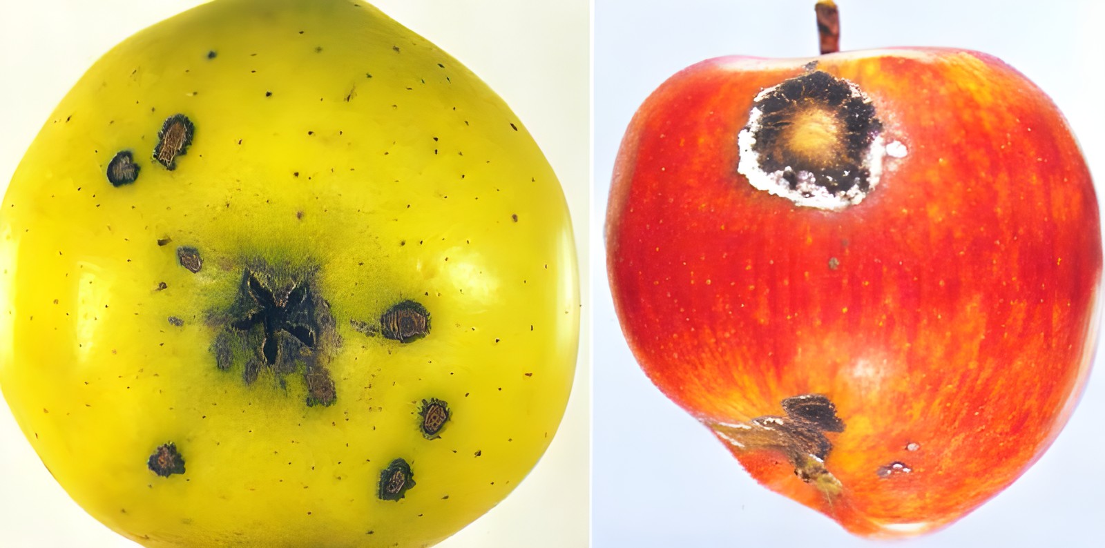 Яблоки с паршой и признаками заболевания