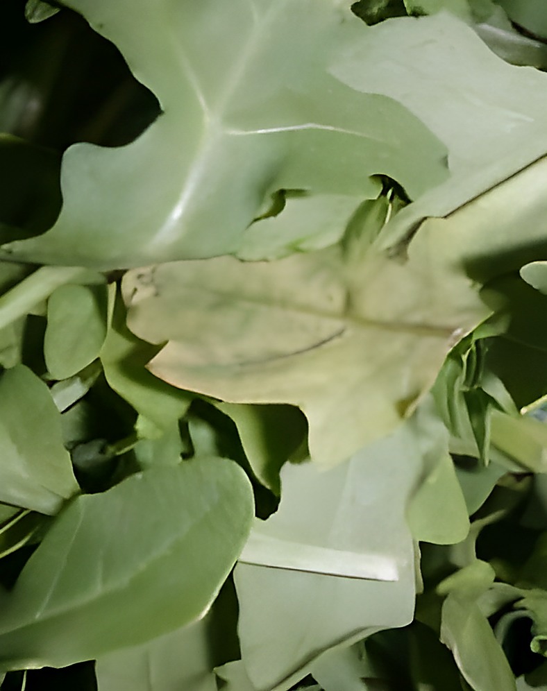 Руккола с пожелтением и побурением листа