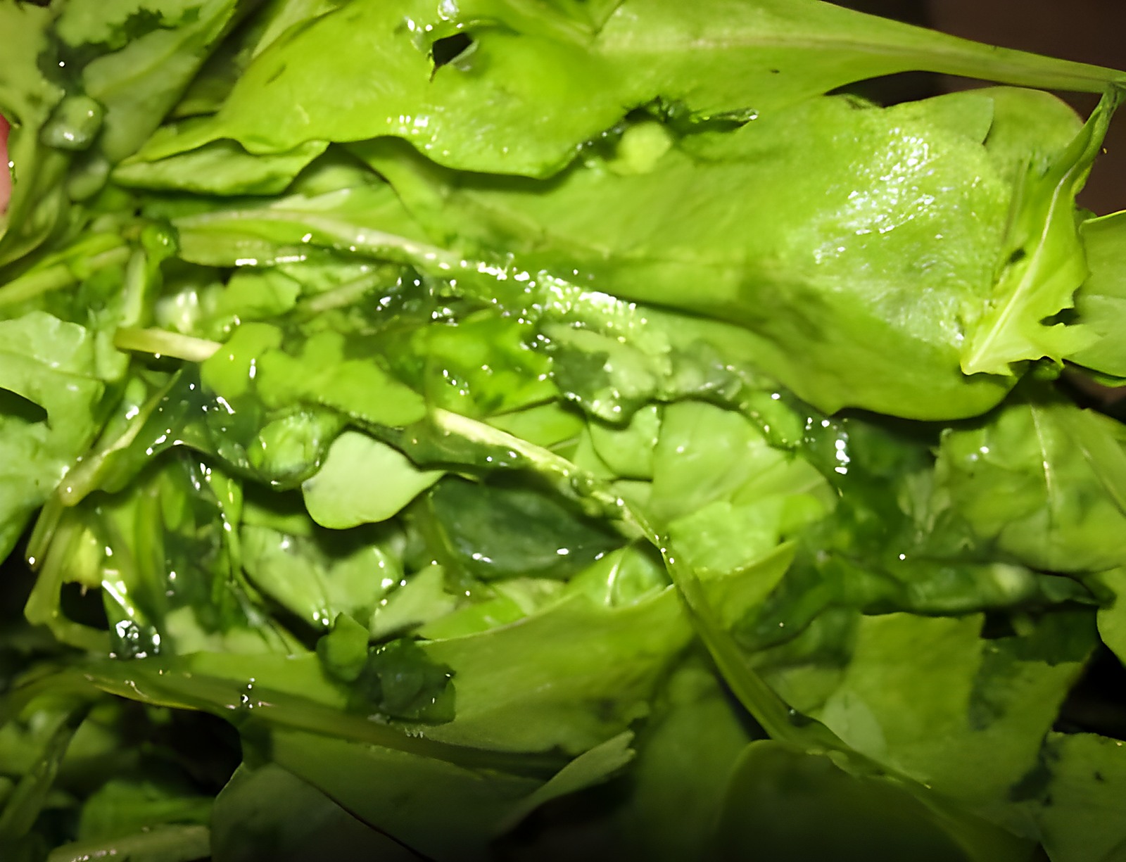 Руккола с массовым обмяканием и подгниванием