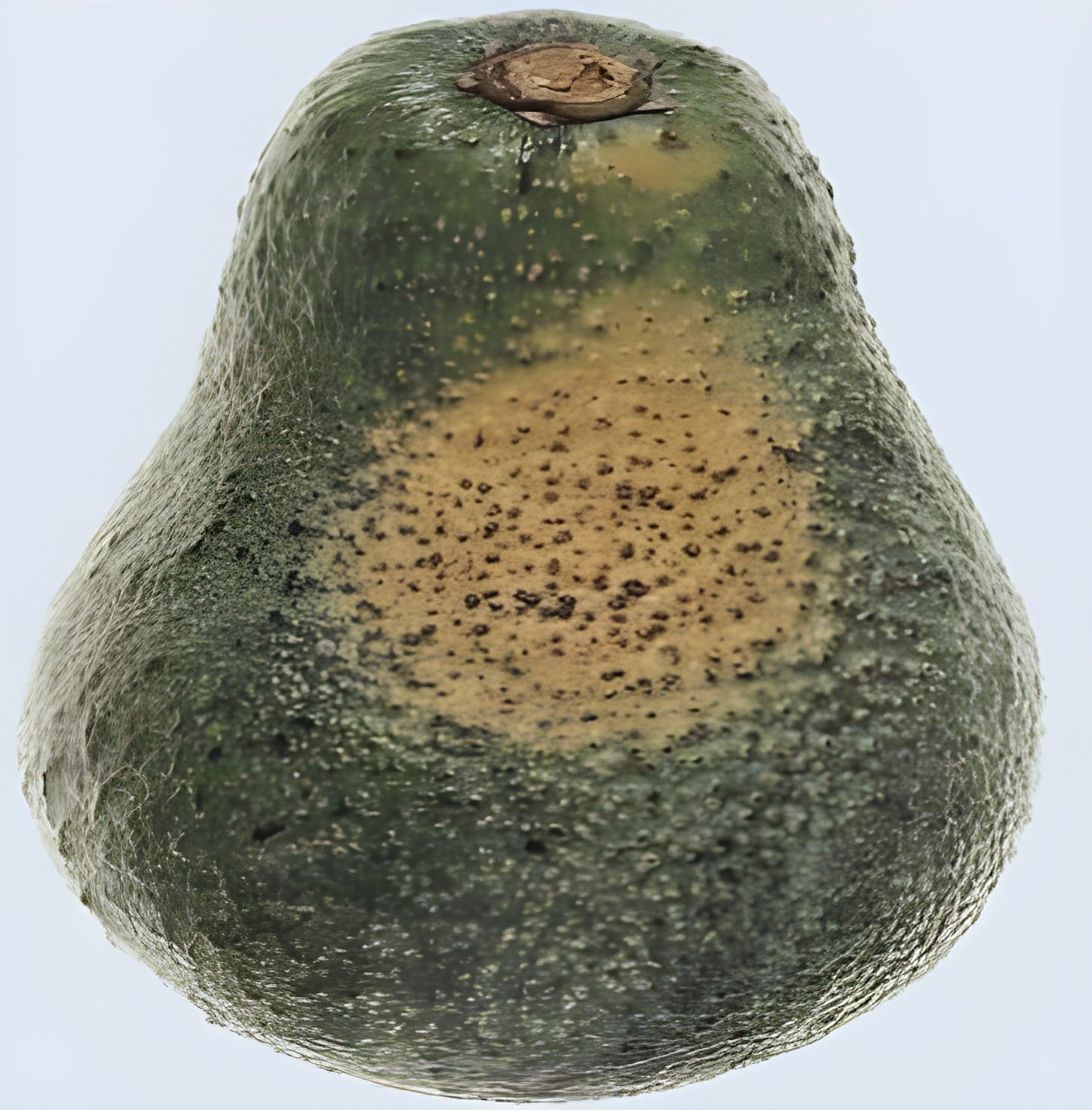 Авокадо с допустимым сухим дефектом кожицы