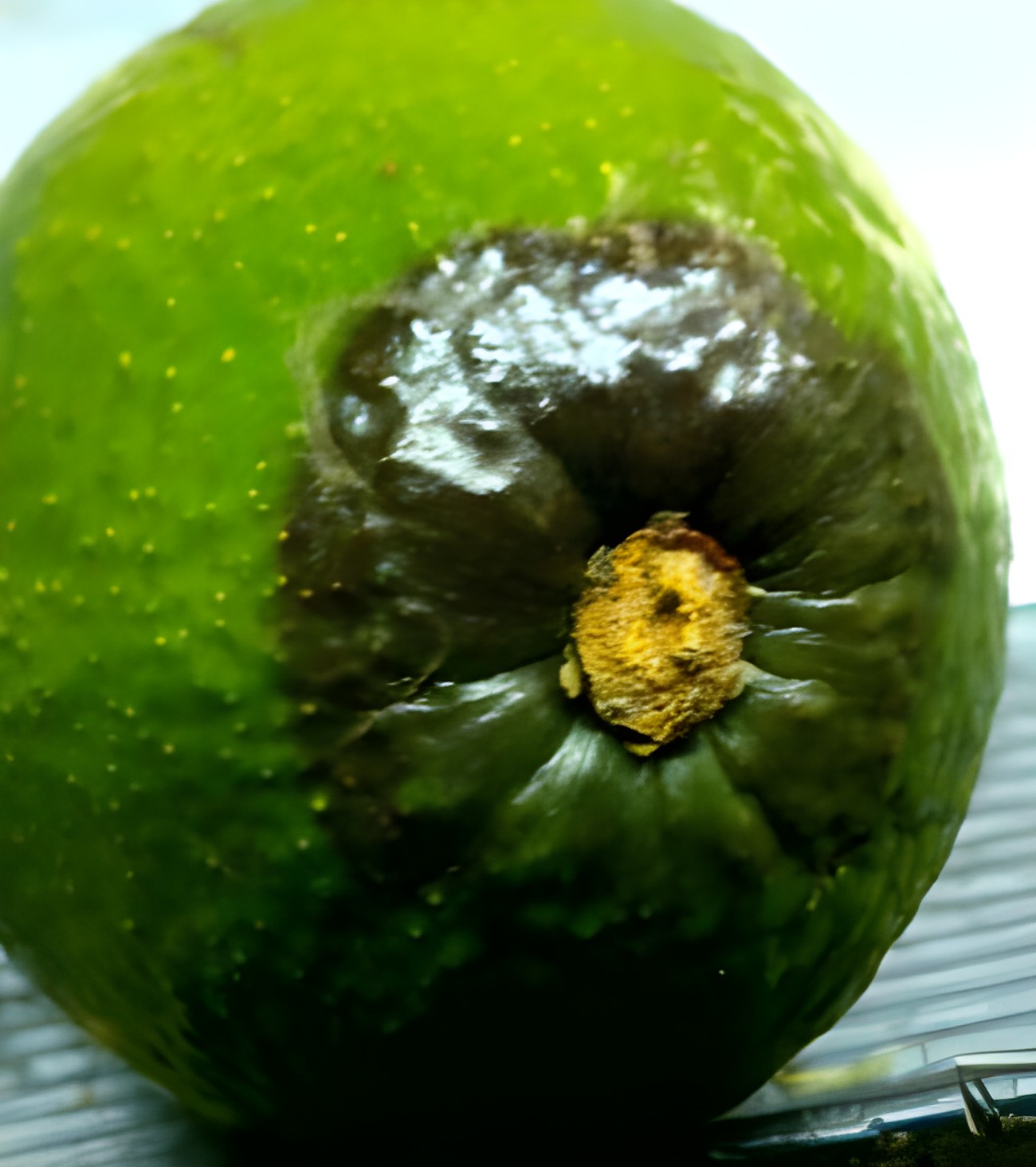 Авокадо с гнилью у плодоножки