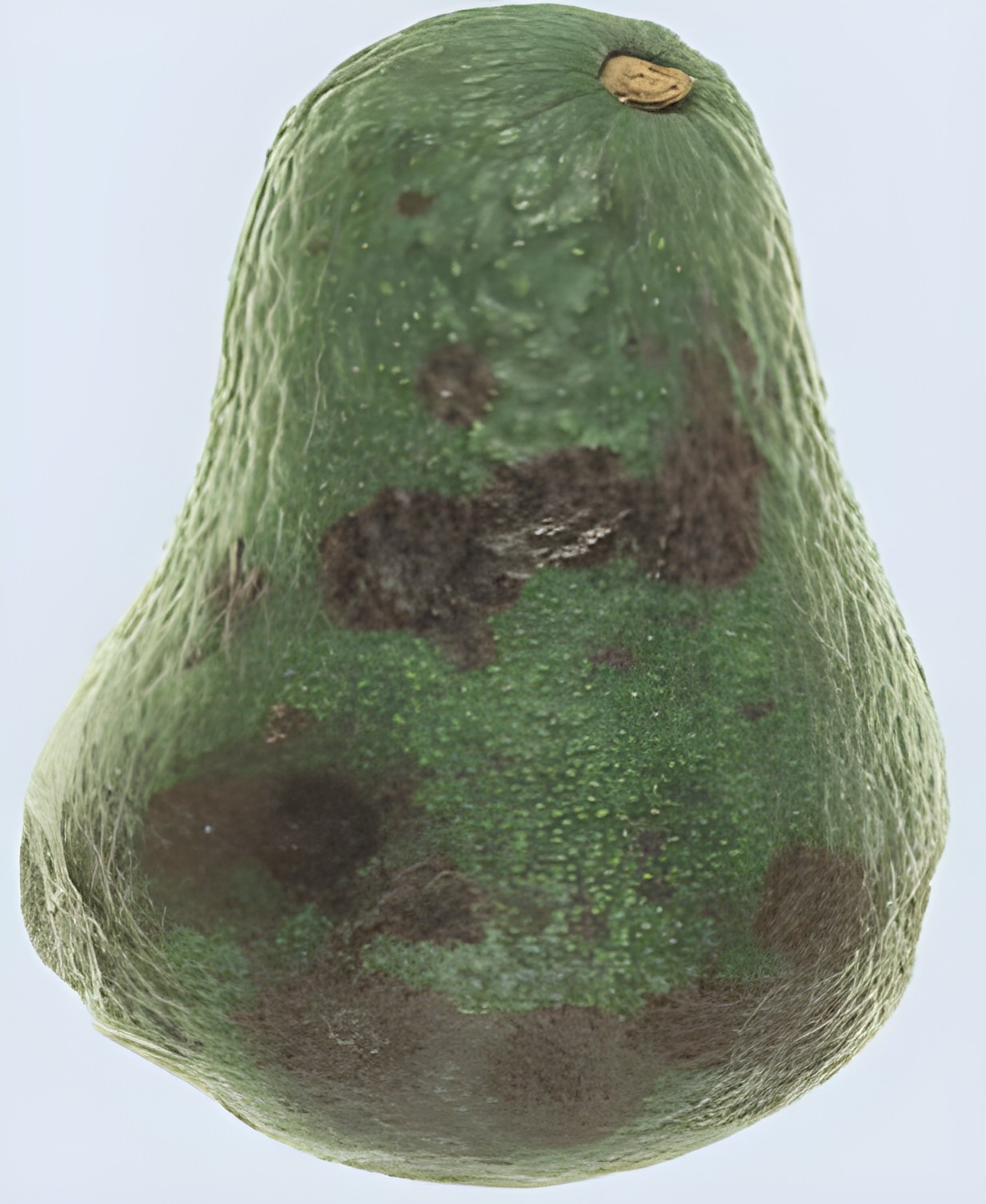 Авокадо с выраженными кожными дефектами