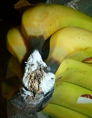 Как проверять качество бананов при приёмке — плесень