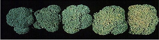 Как проверять качество капусты при приёмке - брокколи