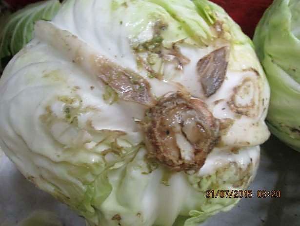 Как проверять качество капусты при приёмке - срез