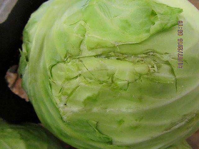 Как проверять качество капусты при приёмке - кочан