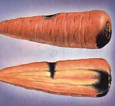 Как проверять качество моркови при приёмке — нестандарт