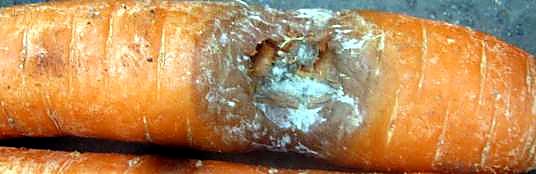 Как проверять качество моркови при приёмке — скрытый риск