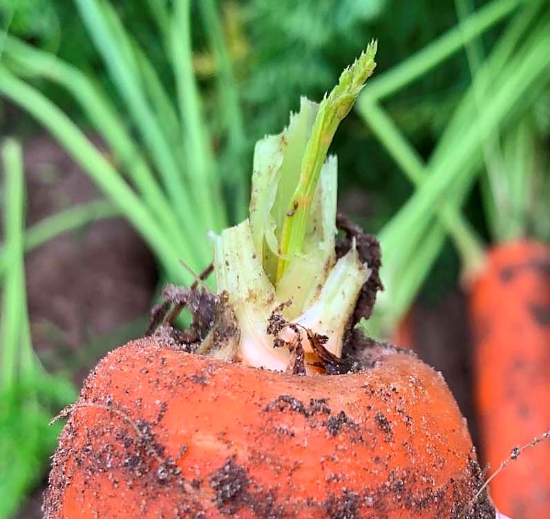 Как проверять качество моркови при приёмке — с ботвой