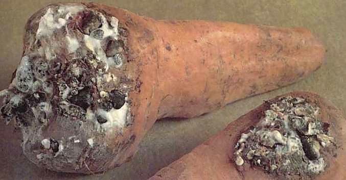 Как проверять качество моркови при приёмке — брак