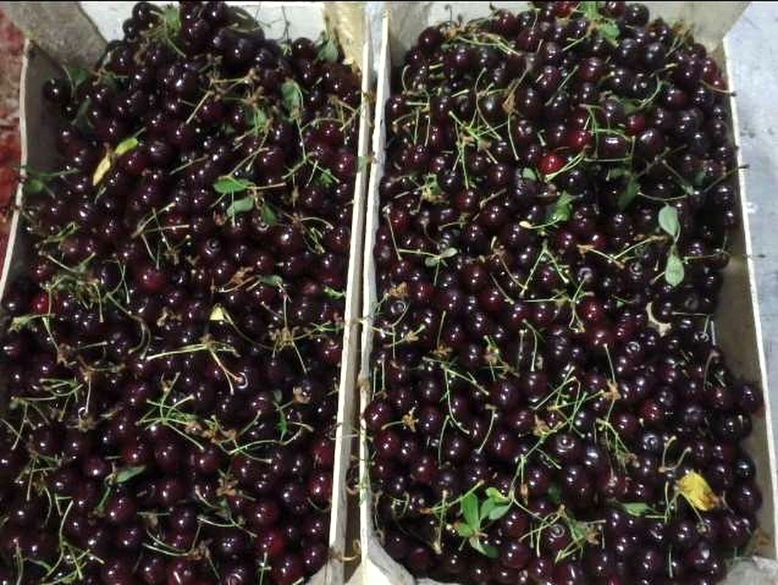 Лотки вишни нормального качества
