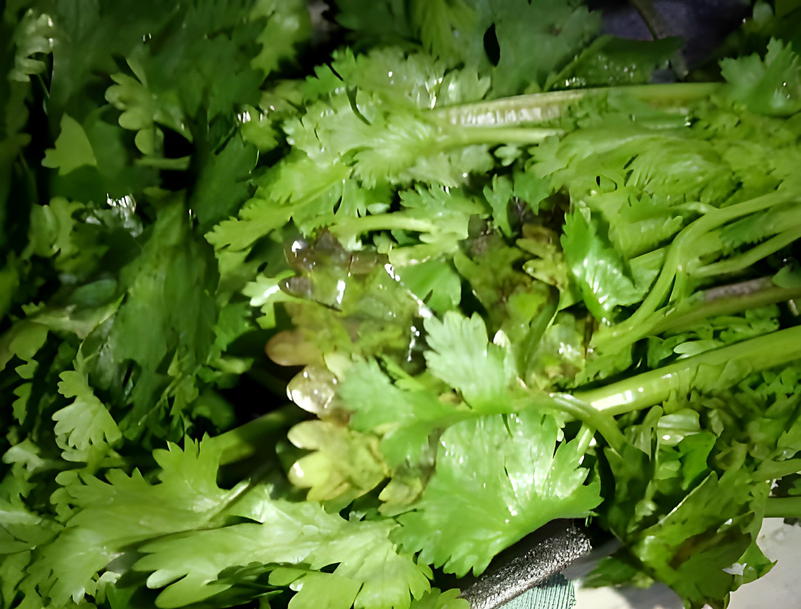 Кинза в коробах без видимых признаков порчи