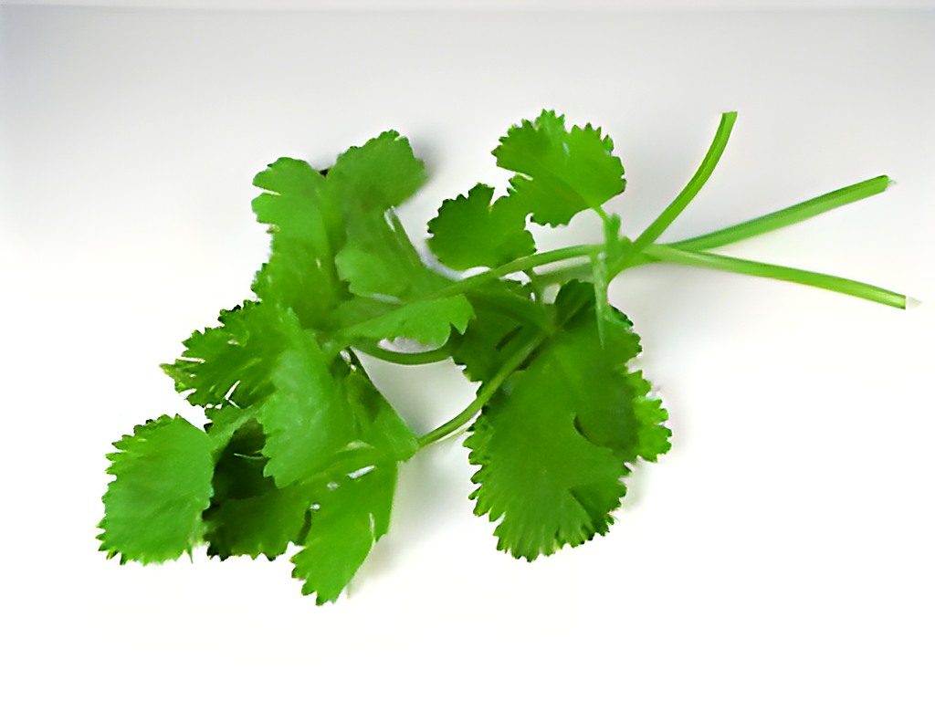 Кинза нормального товарного качества