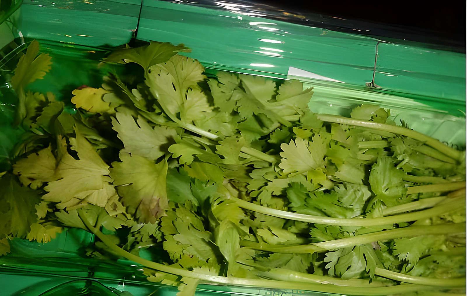 Кинза со скрытым старением и желтеющими участками внутри пучка