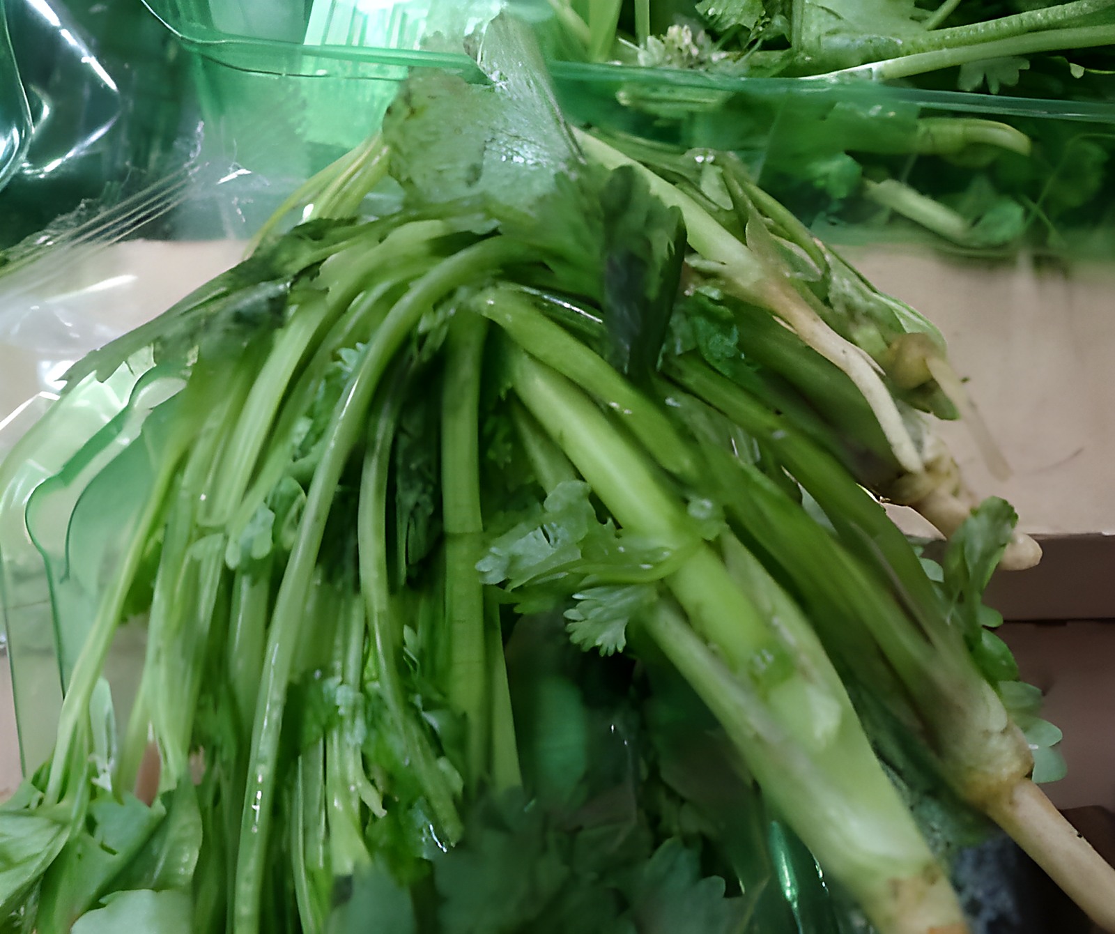 Кинза с массовым увяданием и подгниванием