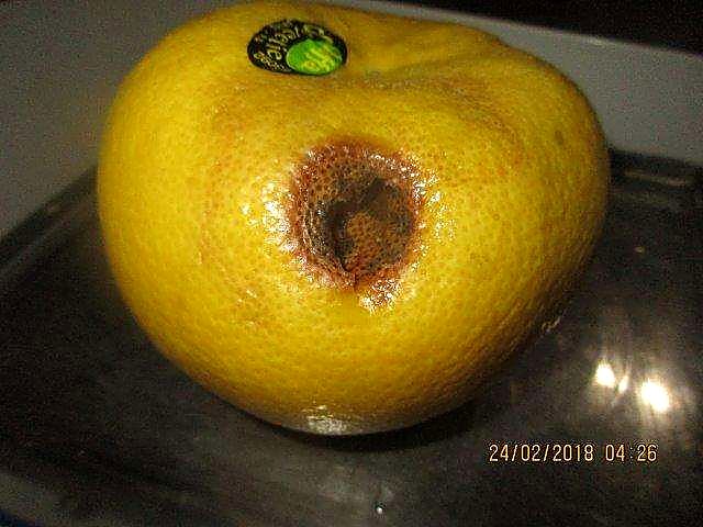 Как проверять качество цитрусовых при приёмке — брак