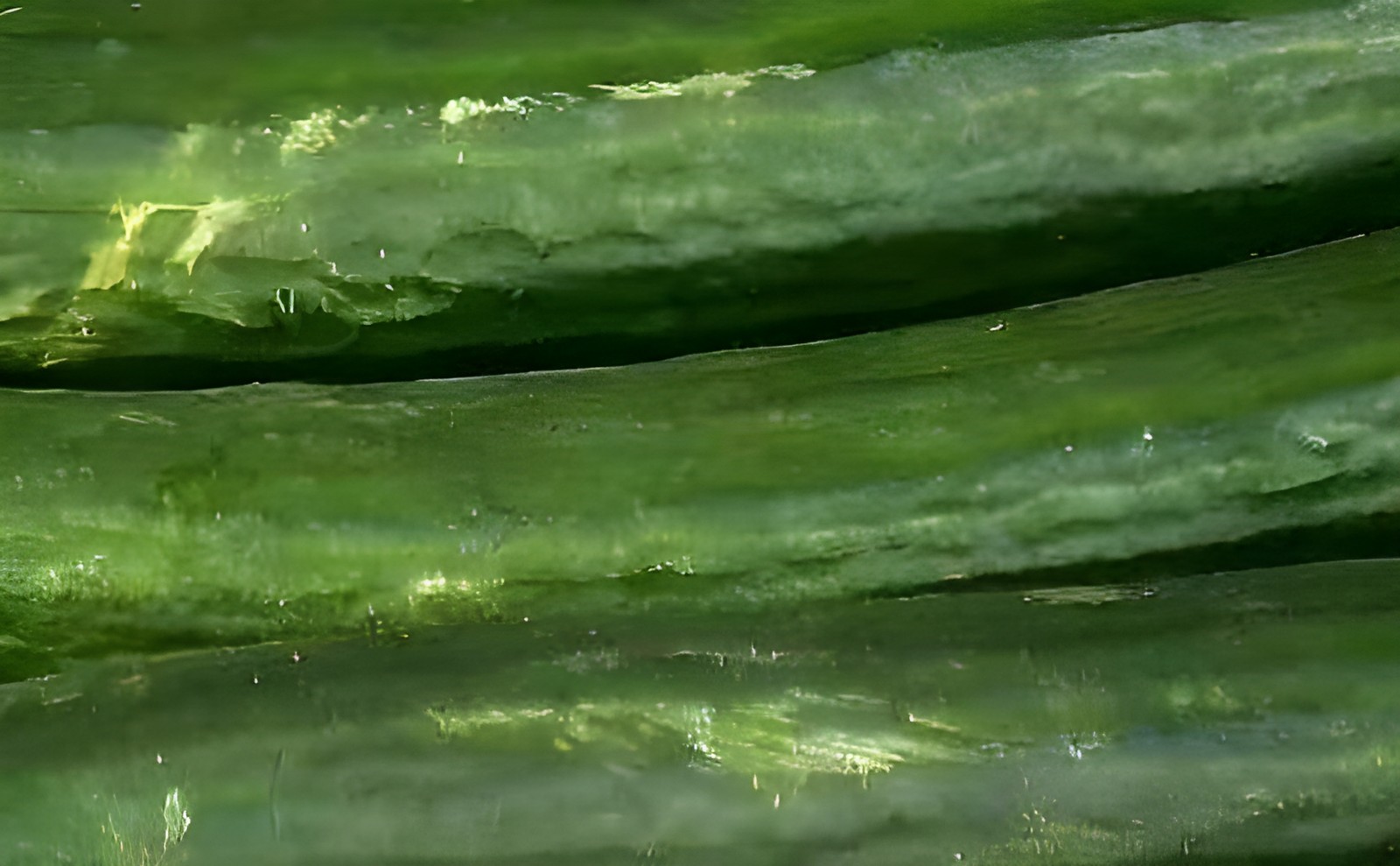 Допустимые поверхностные дефекты кожицы огурца