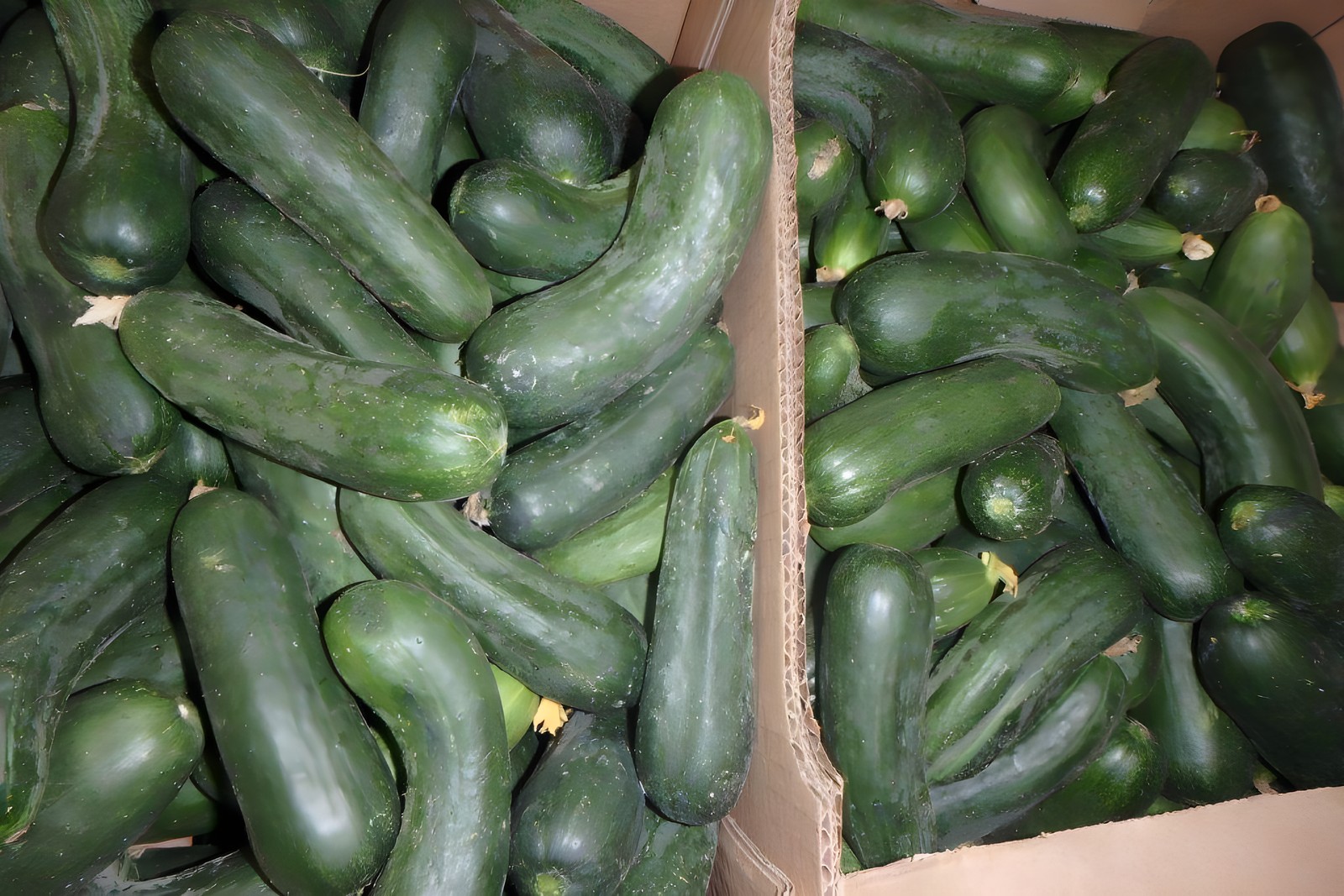 Огурцы нормального товарного качества