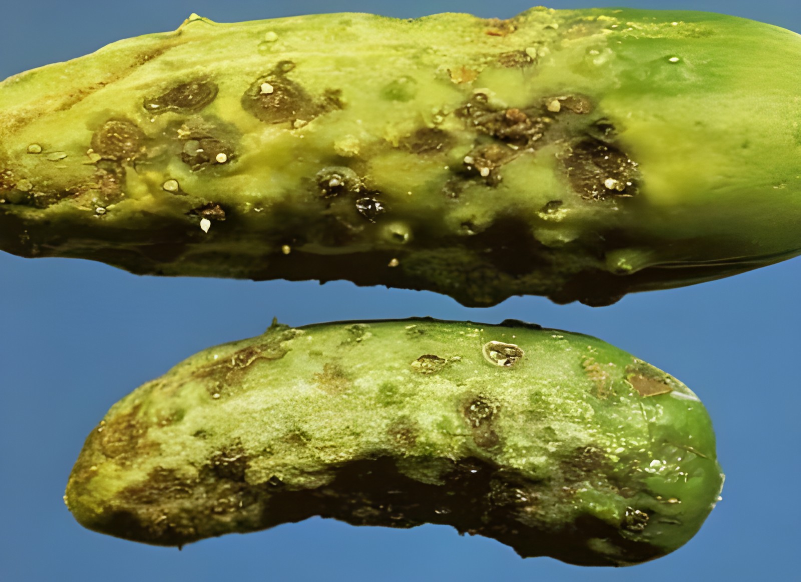 Огурец с выраженным болезненным поражением и язвами