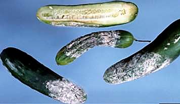 Как проверять качество бакинских огурцов при приёмке - разрез