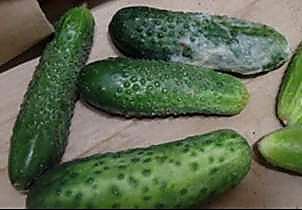 Как проверять качество бакинских огурцов при приёмке - норма