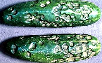 Как проверять качество бакинских огурцов при приёмке - кожица