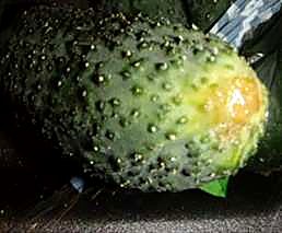 Как проверять качество бакинских огурцов при приёмке - вершина