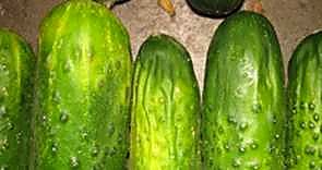 Как проверять качество бакинских огурцов при приёмке - пожелтение
