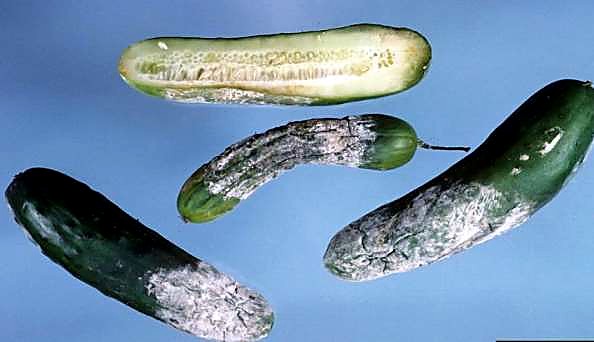 Как проверять качество огурцов Эстафета при приёмке - разрез