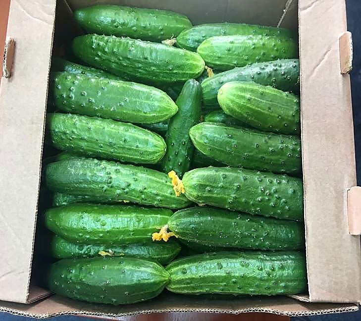 Как проверять качество огурцов Эстафета при приёмке - норма