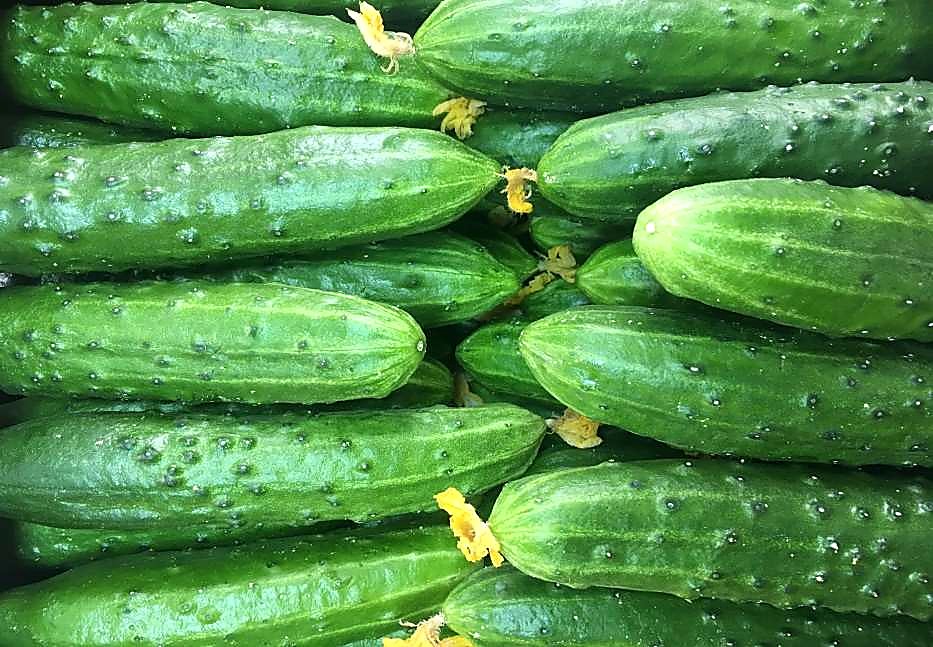 Как проверять качество огурцов Эстафета при приёмке - партия