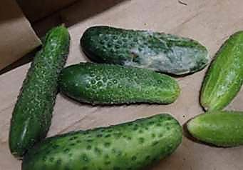 Как проверять качество корнишонов при приёмке - норма