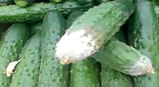 Как проверять качество корнишонов при приёмке - плесень