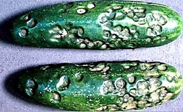 Как проверять качество корнишонов при приёмке - кожица